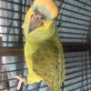 Images de profil de EMELINE - Blooming Pets - Petsitting et garde d'animaux à domicile
