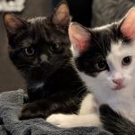 Pop   Abyssin Mâle - Garde d'animaux à domicile