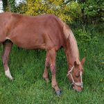 Kida   Selle Français Femelle - Garde d'animaux à domicile