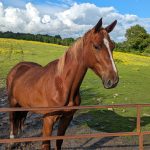 Image de profil de Florence - Blooming Pets - Petsitting et garde d'animaux à domicile