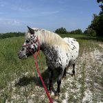Marco   Origine Non Constatée (ONC) Hongre - Garde d'animaux à domicile