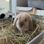 Ollie   Bélier nain Mâle stérilisé - Garde d'animaux à domicile
