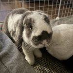 Belle   Bélier nain Femelle stérilisée - Garde d'animaux à domicile