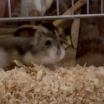 Groot   Hamster Russe (Nain Russe) Mâle - Garde d'animaux à domicile