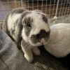 Images de profil de Julie - Blooming Pets - Petsitting et garde d'animaux à domicile