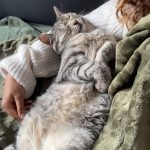 Princesse   Chat de gouttière (Commun) Femelle - Garde d'animaux à domicile