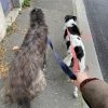 Images de profil de Justine - Blooming Pets - Petsitting et garde d'animaux à domicile