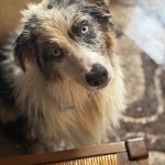Blue   Berger Australien Mâle stérilisé - Garde d'animaux à domicile