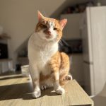 Ace   European Shorthair (Européen) Mâle stérilisé - Garde d'animaux à domicile