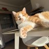 Images de profil de Jade - Blooming Pets - Petsitting et garde d'animaux à domicile