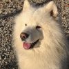 Images de profil de Jade - Blooming Pets - Petsitting et garde d'animaux à domicile