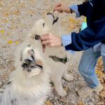 Image de profil de Jade - Blooming Pets - Petsitting et garde d'animaux à domicile