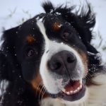 Vaya   Bouvier Bernois Femelle - Garde d'animaux à domicile
