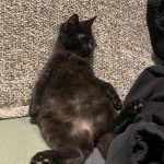 Aki   Chat de gouttière (Commun) Femelle - Garde d'animaux à domicile