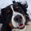 Images de profil de Amandine - Blooming Pets - Petsitting et garde d'animaux à domicile