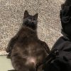 Images de profil de Amandine - Blooming Pets - Petsitting et garde d'animaux à domicile