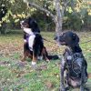 Images de profil de Amandine - Blooming Pets - Petsitting et garde d'animaux à domicile