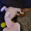 Images de profil de chloé - Blooming Pets - Petsitting et garde d'animaux à domicile