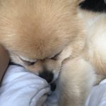 MANGO   Spitz Nain Femelle - Garde d'animaux à domicile