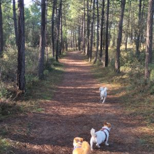 Images de profil de Ninnok - Blooming Pets - Petsitting et garde d'animaux à domicile