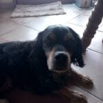 Gambas GAMBAS Ăpagneul Breton MĂąle stĂ©rilisĂ© - Garde d'animaux Ă domicile