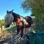 Texas TEXAS Selle Français Hongre - Garde d'animaux à domicile