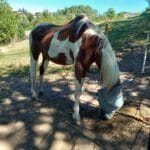 Shadracc Walcs Bibis SHADRACC WALCS BIBIS Pinto Hongre - Garde d'animaux Ă domicile