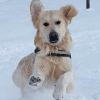 Images de profil de Marie-Line - Blooming Pets - Petsitting et garde d'animaux à domicile