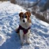 Images de profil de Marie-Line - Blooming Pets - Petsitting et garde d'animaux à domicile