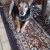 Images de profil de Marie-Line - Blooming Pets - Petsitting et garde d'animaux à domicile