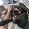 Images de profil de Hélène - Blooming Pets - Petsitting et garde d'animaux à domicile