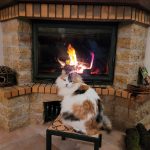 Luna   European Shorthair (Européen) Femelle - Garde d'animaux à domicile