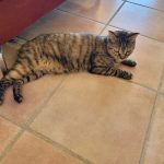 Poupette   European Shorthair (Européen) Femelle - Garde d'animaux à domicile