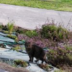 Frisgetta   European Shorthair (Européen) Femelle - Garde d'animaux à domicile