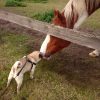 Images de profil de Claire - Blooming Pets - Petsitting et garde d'animaux à domicile