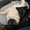 Images de profil de Claire - Blooming Pets - Petsitting et garde d'animaux à domicile