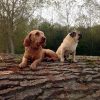Images de profil de Claire - Blooming Pets - Petsitting et garde d'animaux à domicile