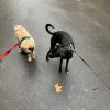 Images de profil de Claire - Blooming Pets - Petsitting et garde d'animaux à domicile