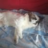 Images de profil de Claire - Blooming Pets - Petsitting et garde d'animaux à domicile
