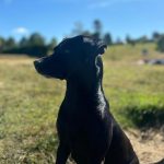 Solis   Croisé Femelle stérilisée - Garde d'animaux à domicile