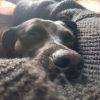Images de profil de Alexia - Blooming Pets - Petsitting et garde d'animaux à domicile