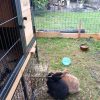 Images de profil de Alexia - Blooming Pets - Petsitting et garde d'animaux à domicile