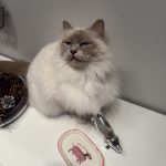 TAO   Sacré de Birmanie Mâle stérilisé - Garde d'animaux à domicile