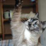 Esme   Siamois Femelle - Garde d'animaux à domicile