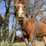 Haiana   Arabe Femelle - Garde d'animaux à domicile