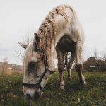 Kemo   Lusitanien Mâle - Garde d'animaux à domicile