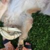 Images de profil de Lili - Blooming Pets - Petsitting et garde d'animaux à domicile