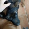 Images de profil de Lili - Blooming Pets - Petsitting et garde d'animaux à domicile