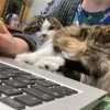 Images de profil de Lili - Blooming Pets - Petsitting et garde d'animaux à domicile