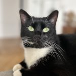 Scar   Chat de gouttière (Commun) Mâle - Garde d'animaux à domicile